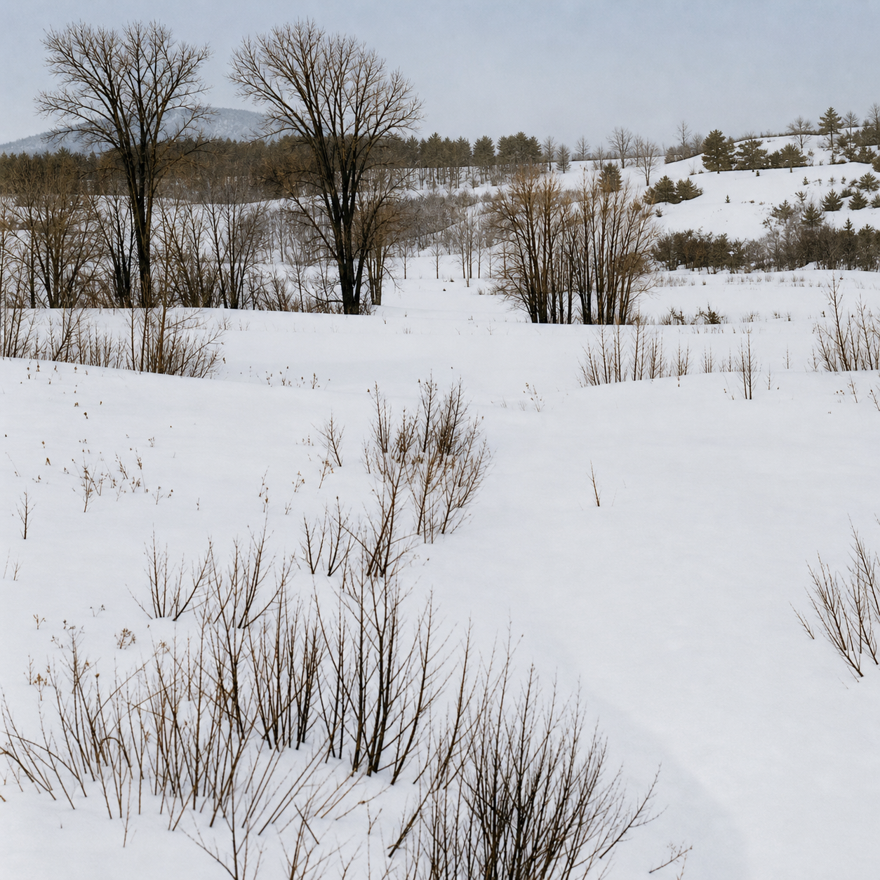 Winter landscape