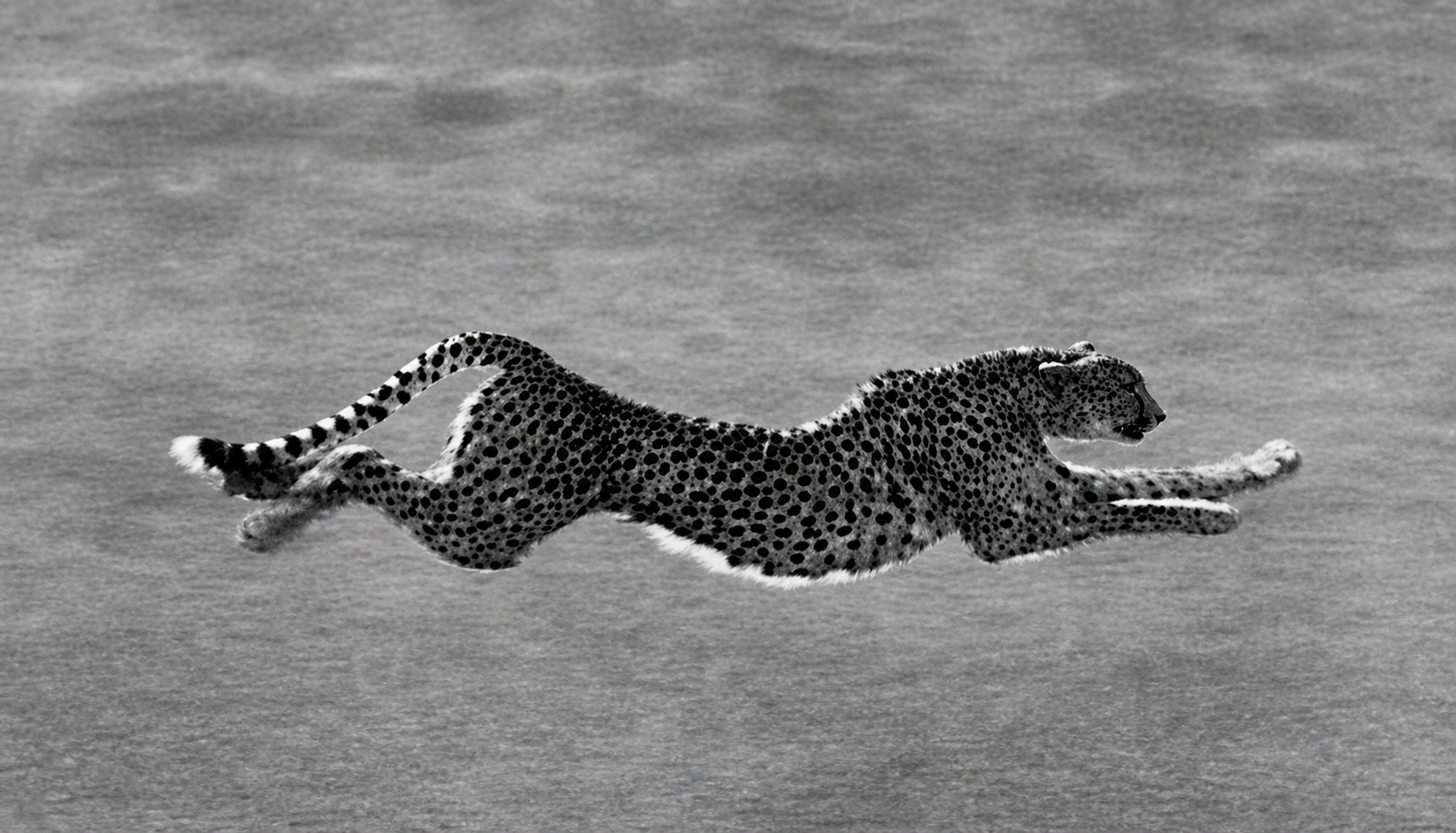 A cheetah in the glory of its life