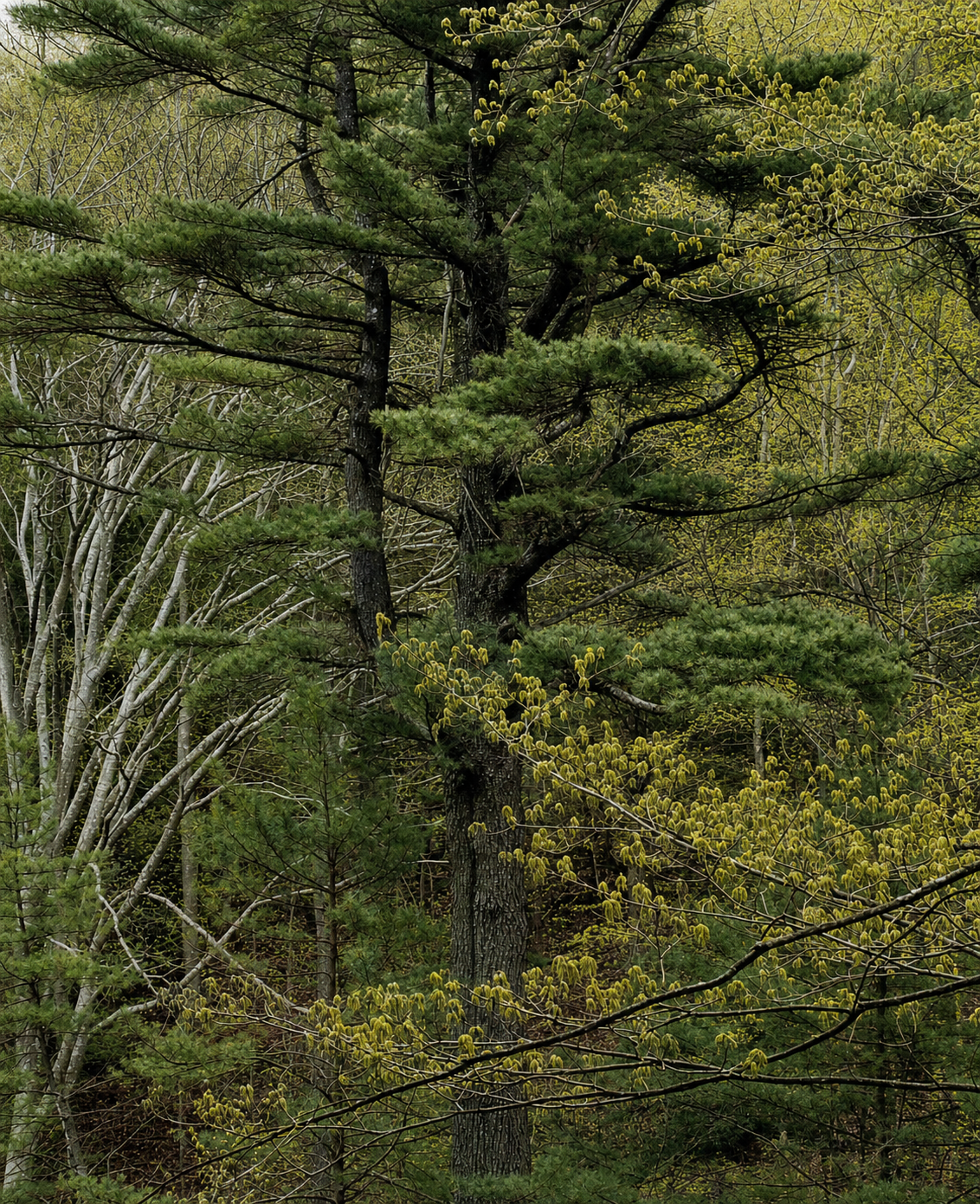 Woods in summer
