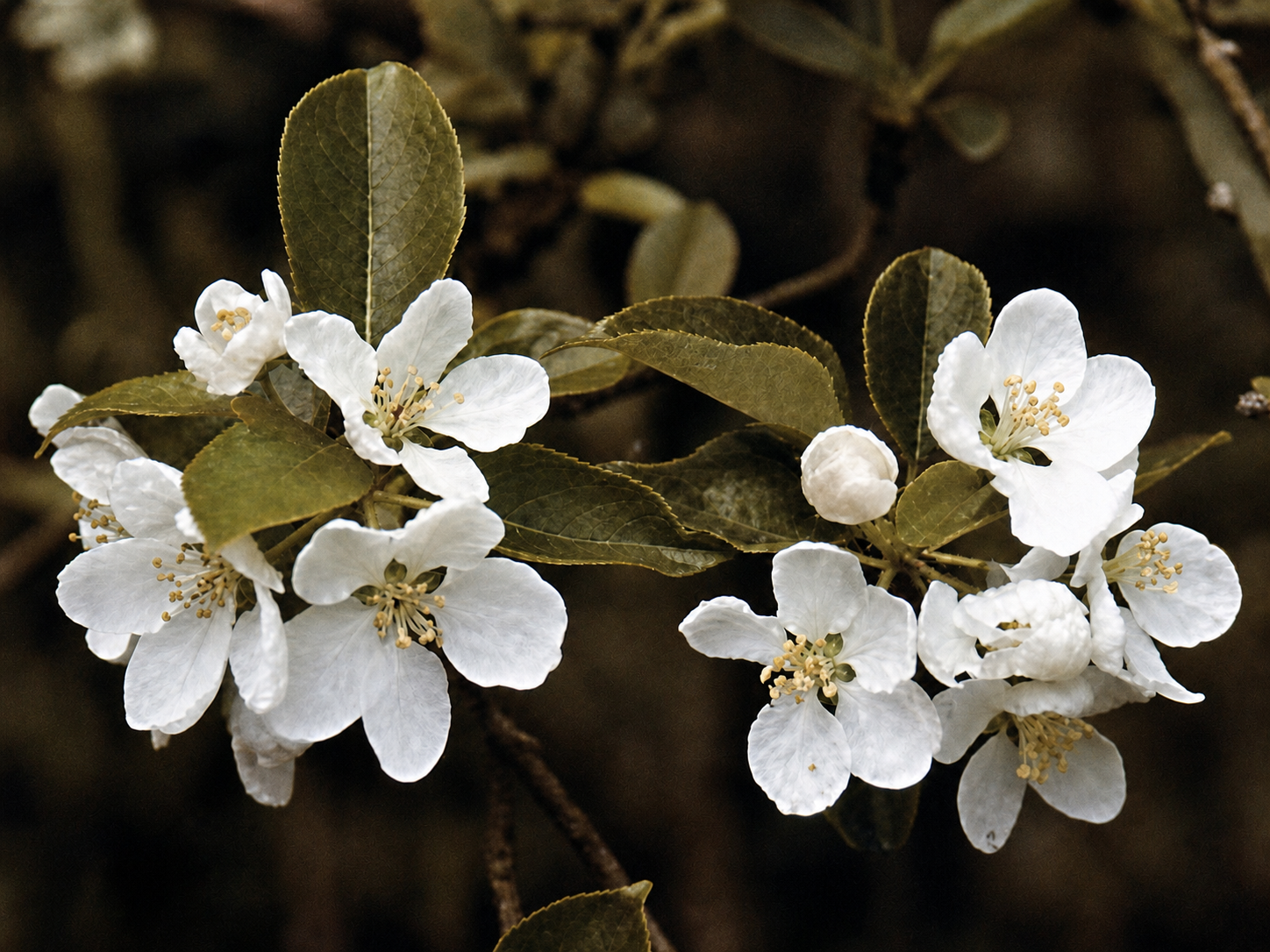 Apple blossoms whole, I see it made of other centers, branches, which I can pick out and identify, again, because I see them as centers, too.
