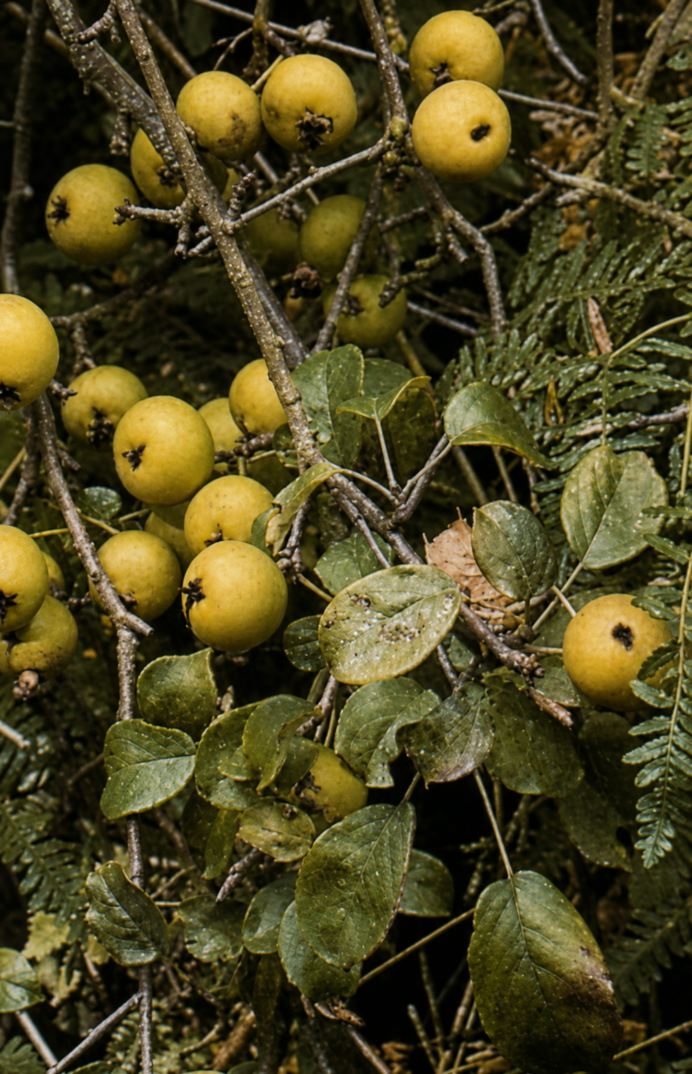 Apple tree, a wild variety