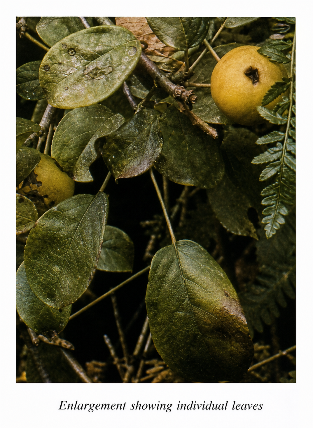 Some of the centers in the apple leaf from which the center that is the leaf is formed.