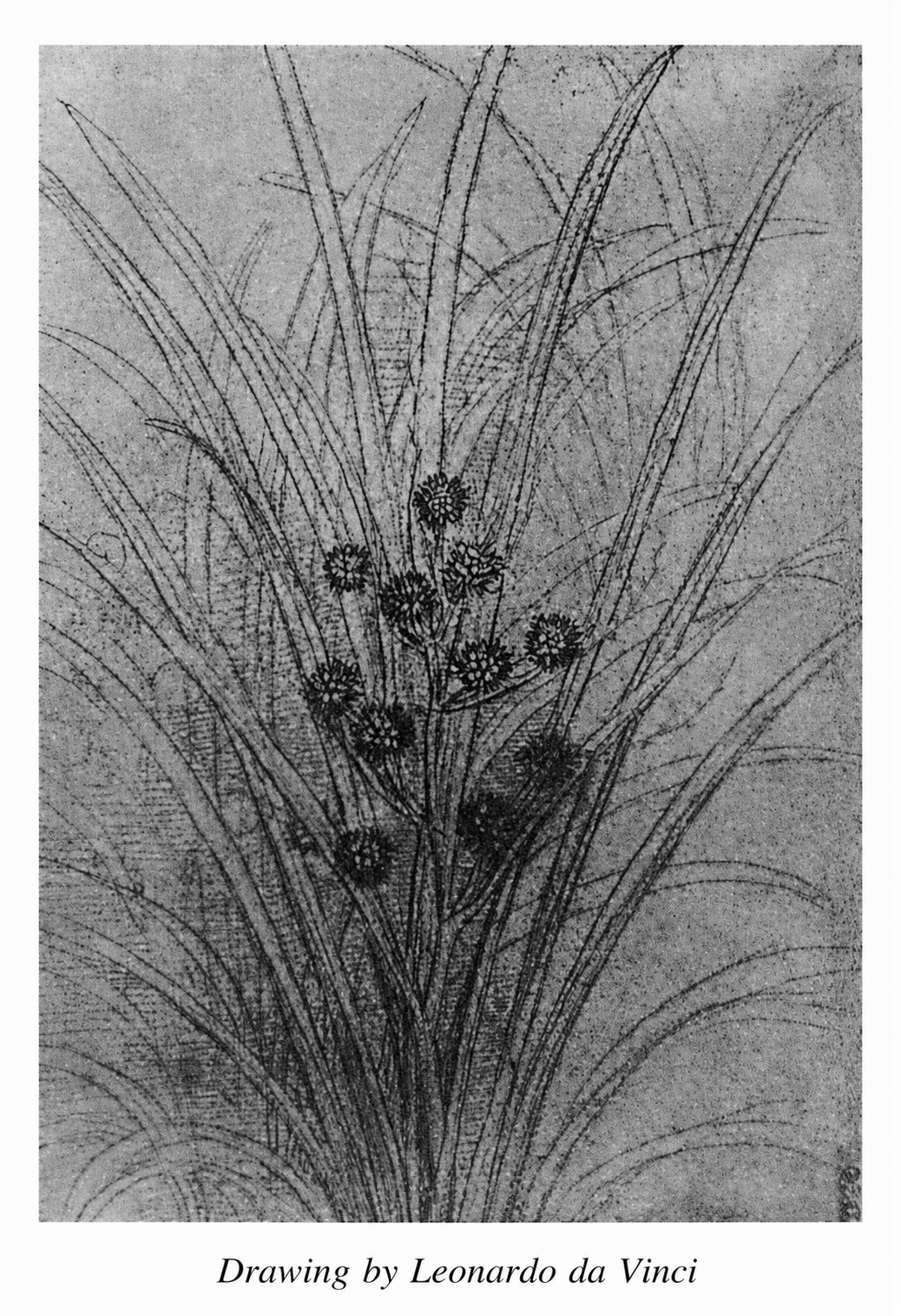 Restored book illustration