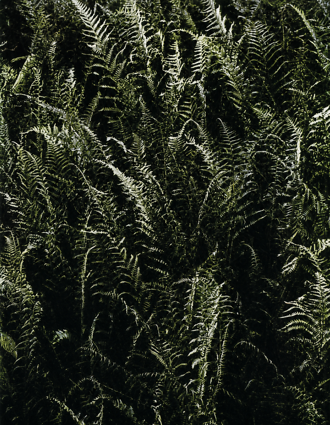 Alternating repetition in a glade of woodland ferns, their fronds, the spaces between the fronds, and the space between the ferns.