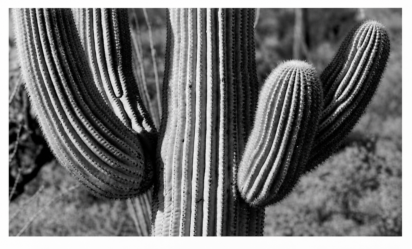 Limbs of the saguaro cactus show two levels, further differentiated by the rills on each limb, which are in turn differentiated by the spikes.