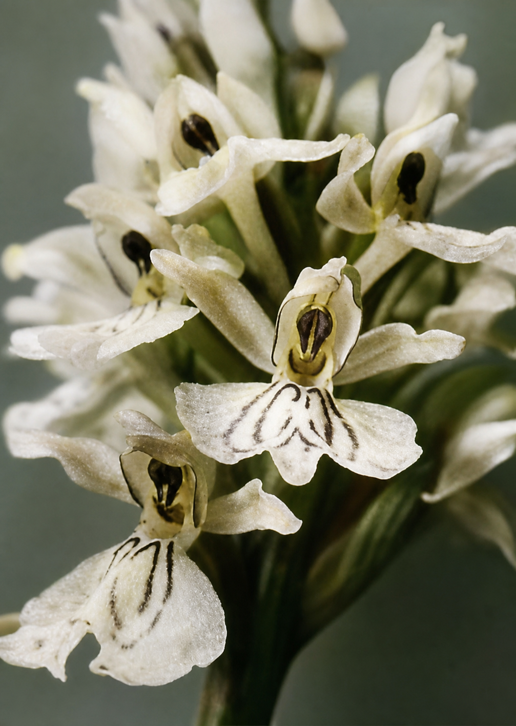 Common spotted orchid: Each flower, not shaped as a symmetric structure, still forms a coherent whole which forms, center-like, as the flower opens.