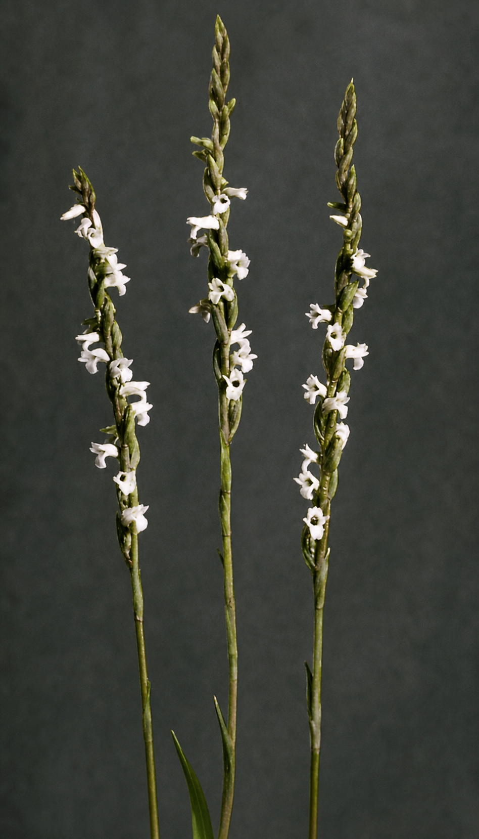 Centers formed by the spirals of a Lady's tresses orchid