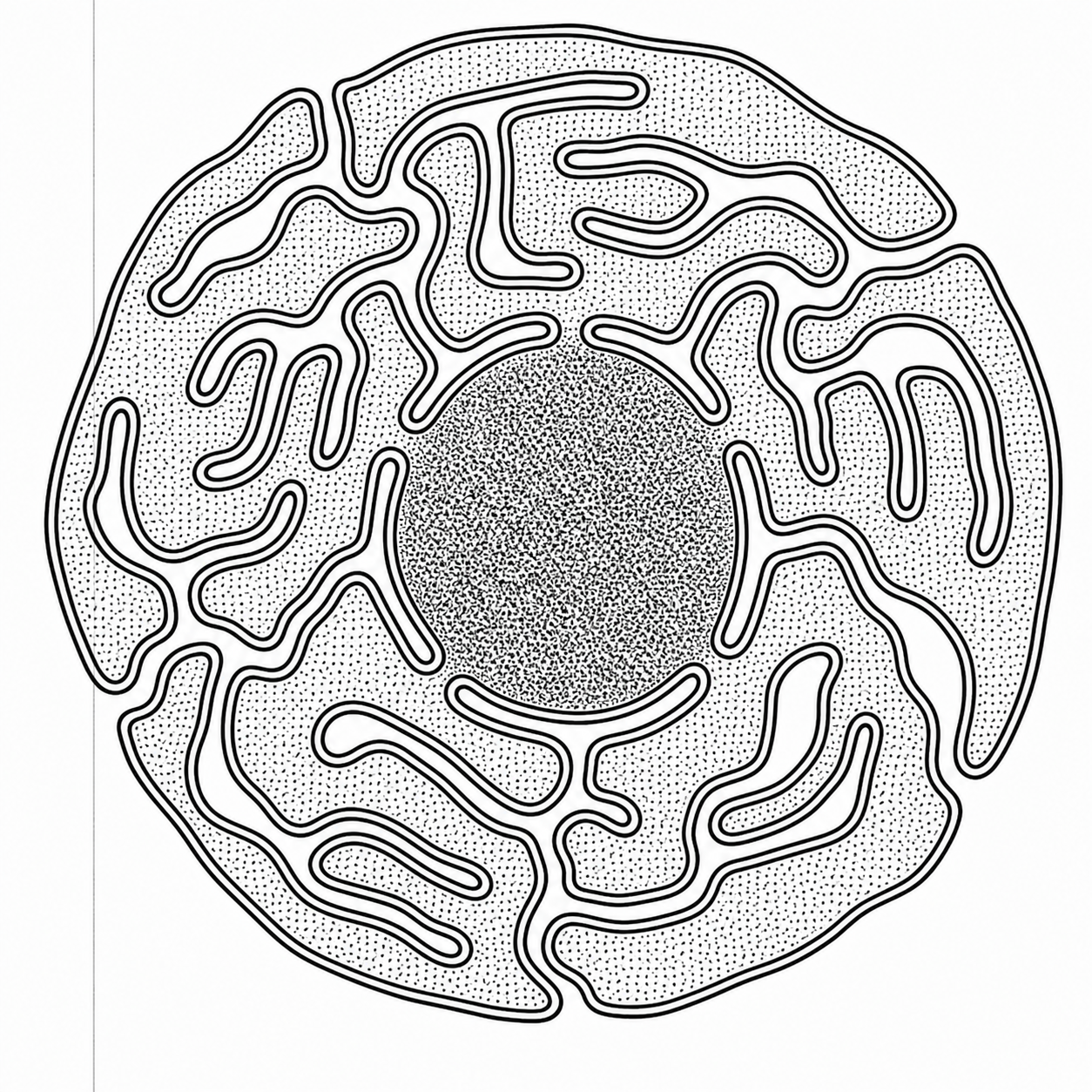 Diagram of cell showing boundary dimension in relation to the nucleus