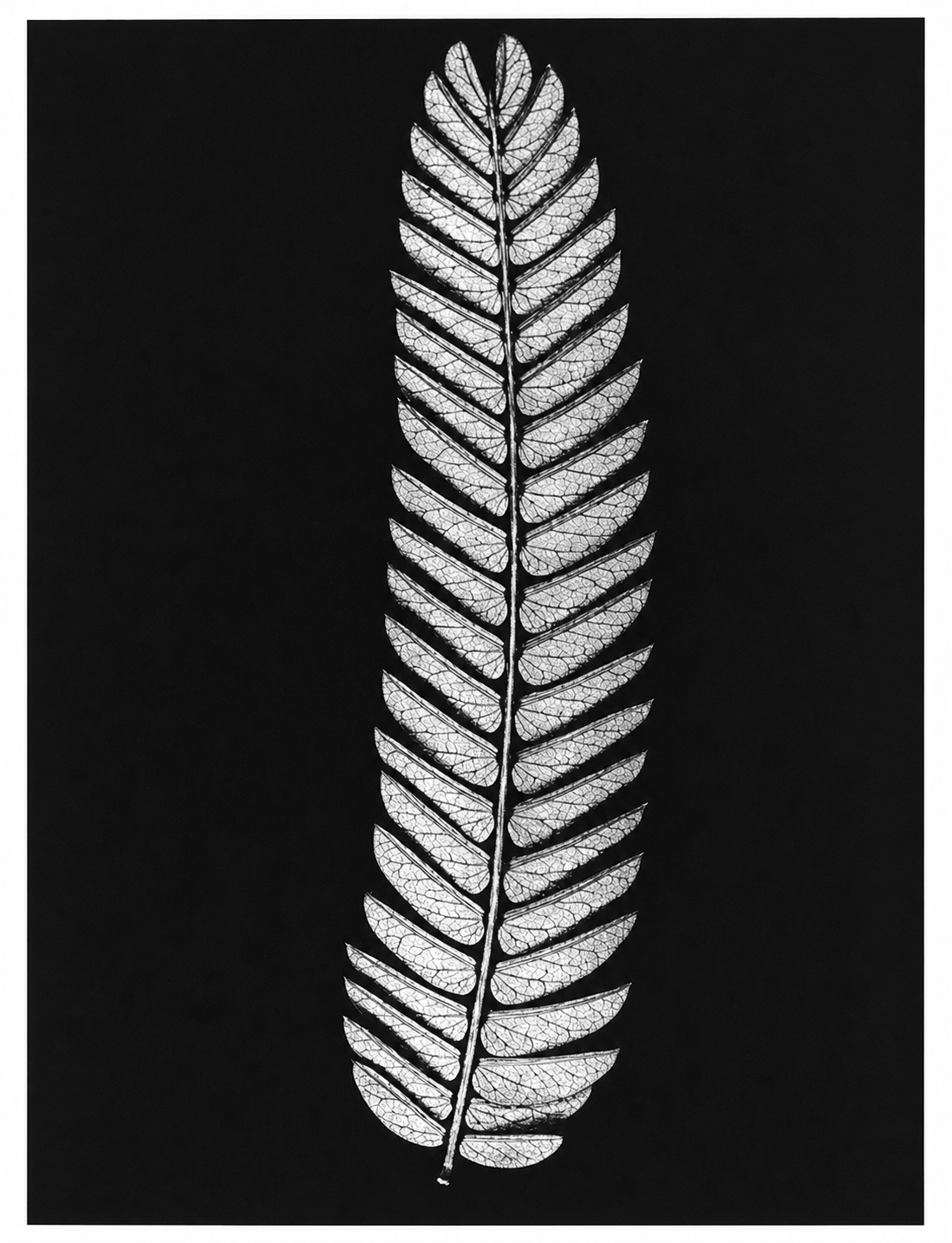 Restored book illustration