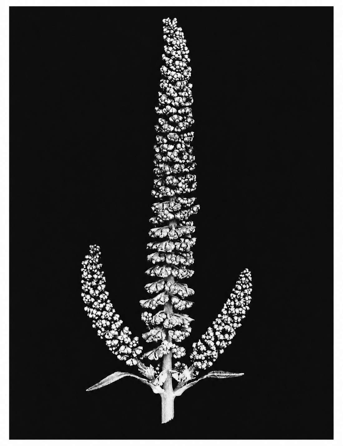 Alternating structure in a fern leaf