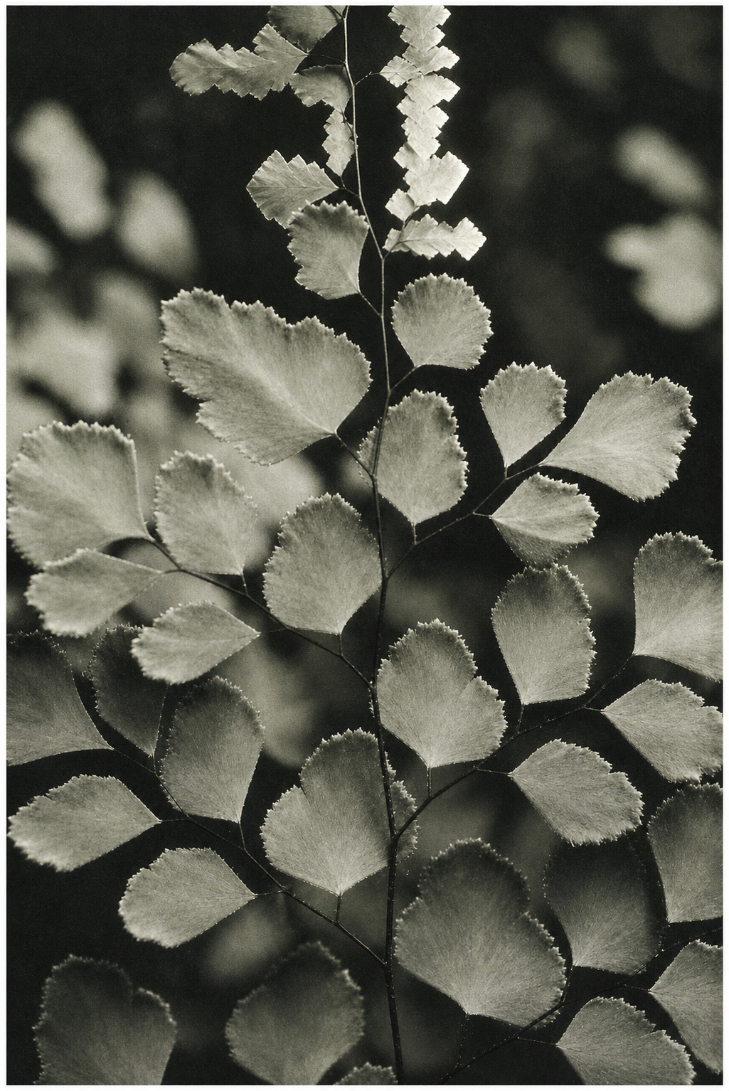 Beautiful leaves and the positive space between them