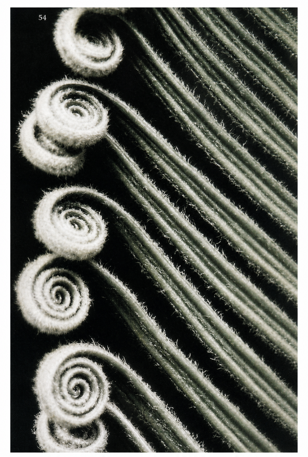 Fronds of the sago palm