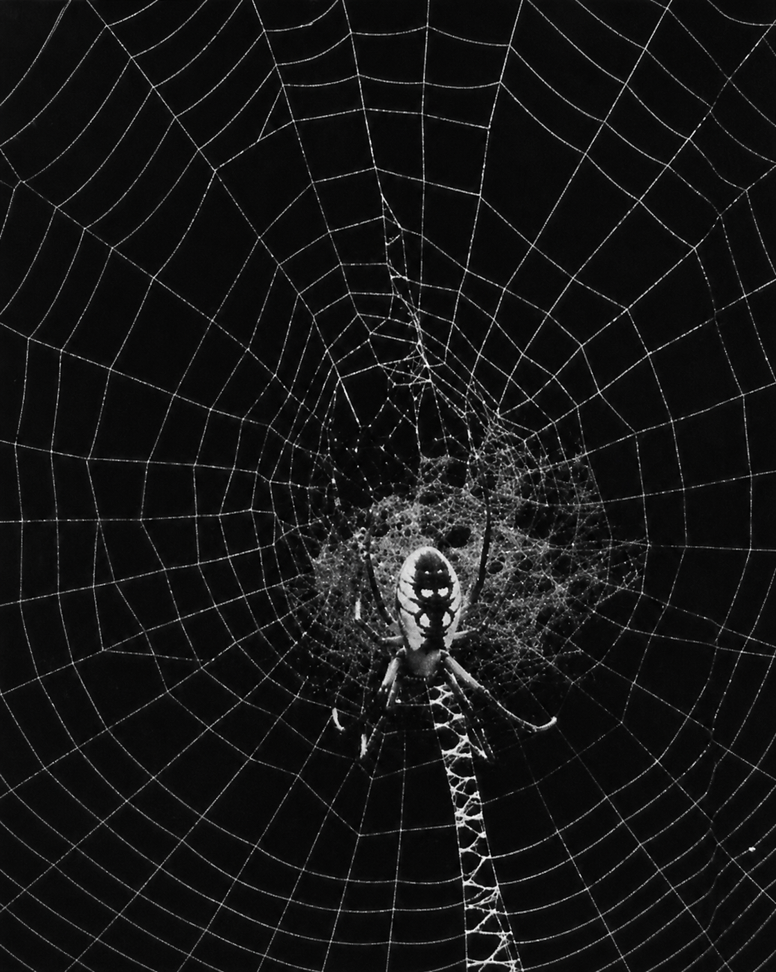Gradients in a spider's web