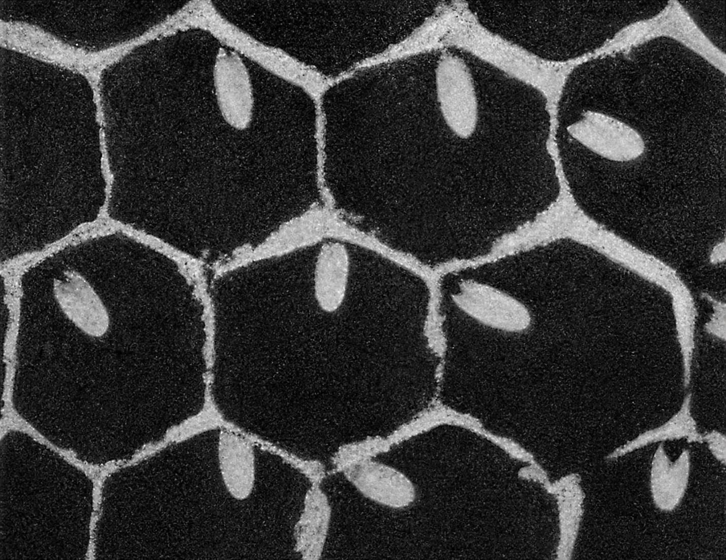 Slight variations in the cells of a honeycomb uniform but is interrupted by areas of greater slope where rocks occur and by flatter places where water has made it level.