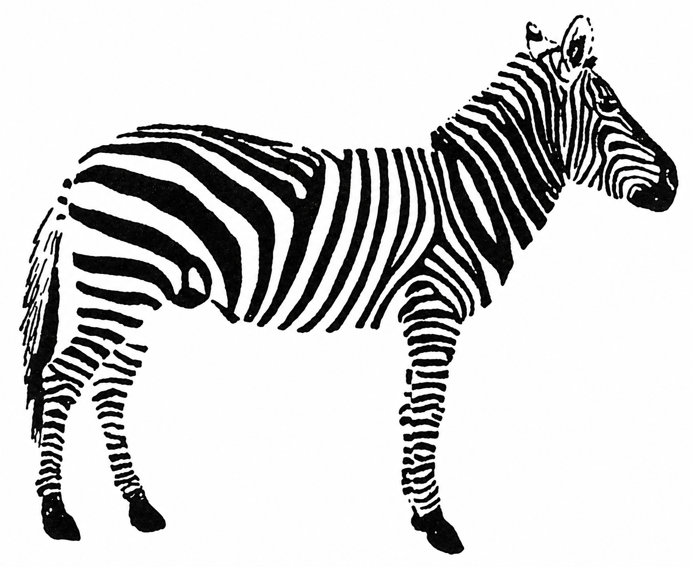 Roughness and apparent irregularity in the zebra's stripes