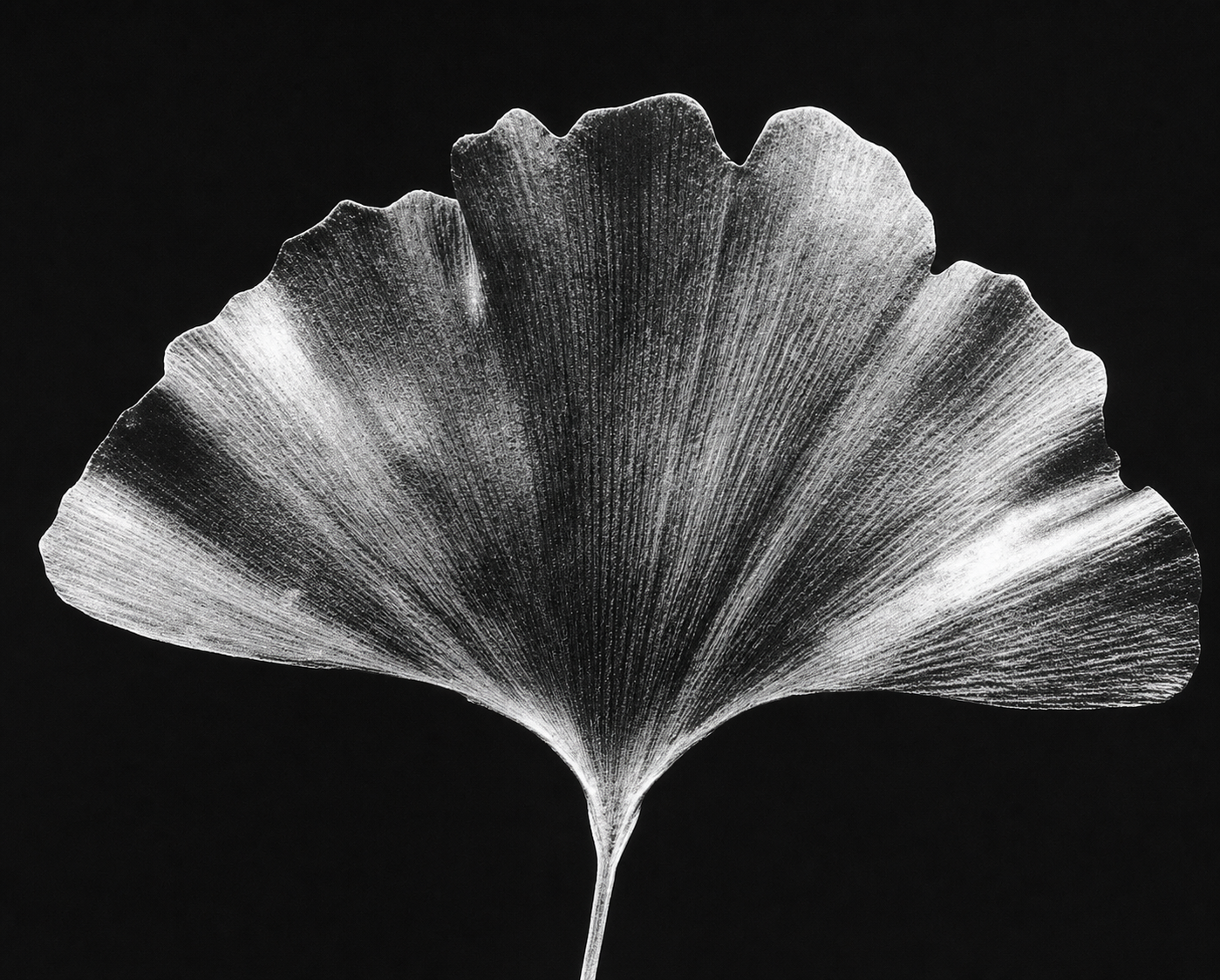 Calm of a single ginko leaf