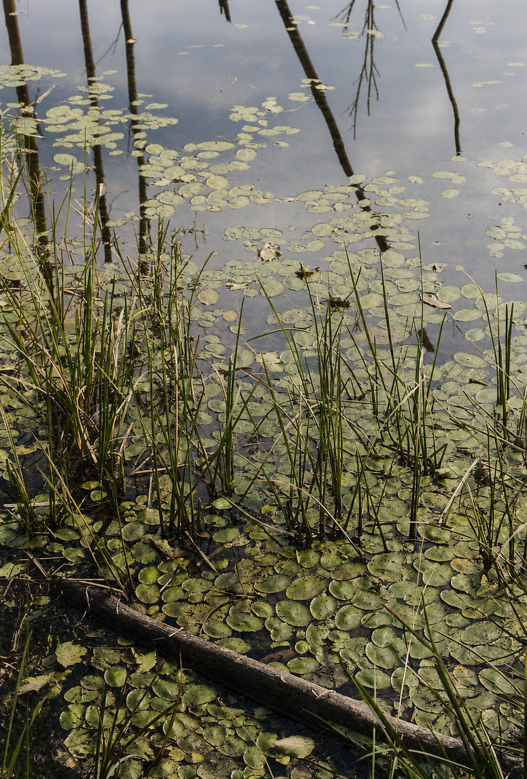 Not-separateness at the edge of a lake