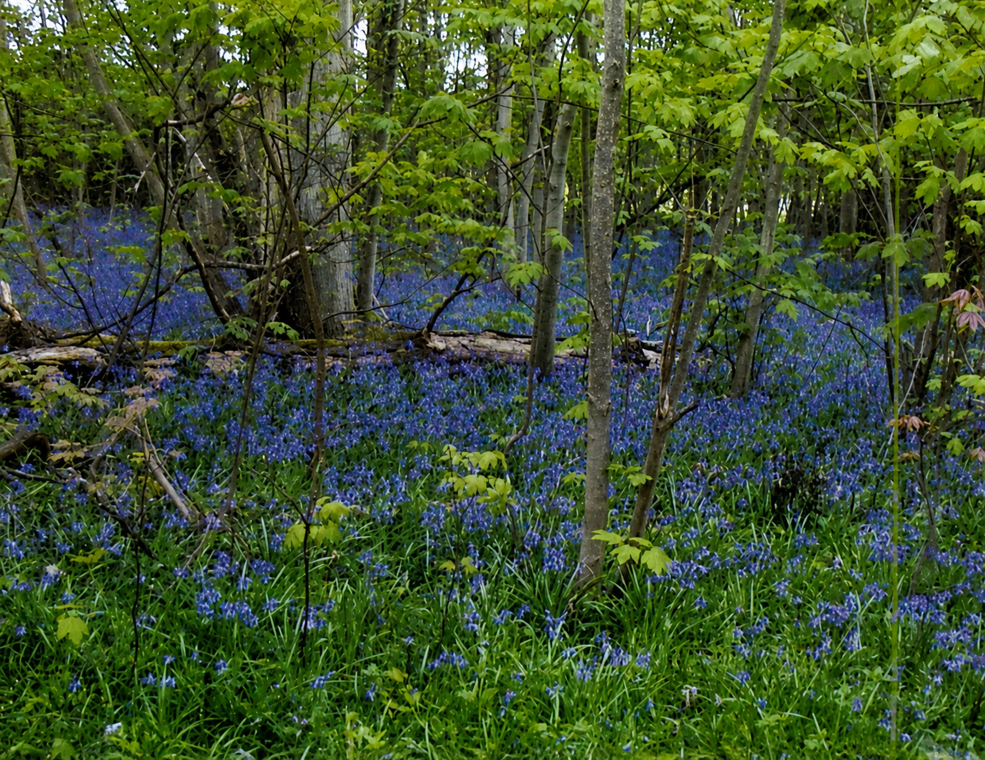 Wood with bluebells