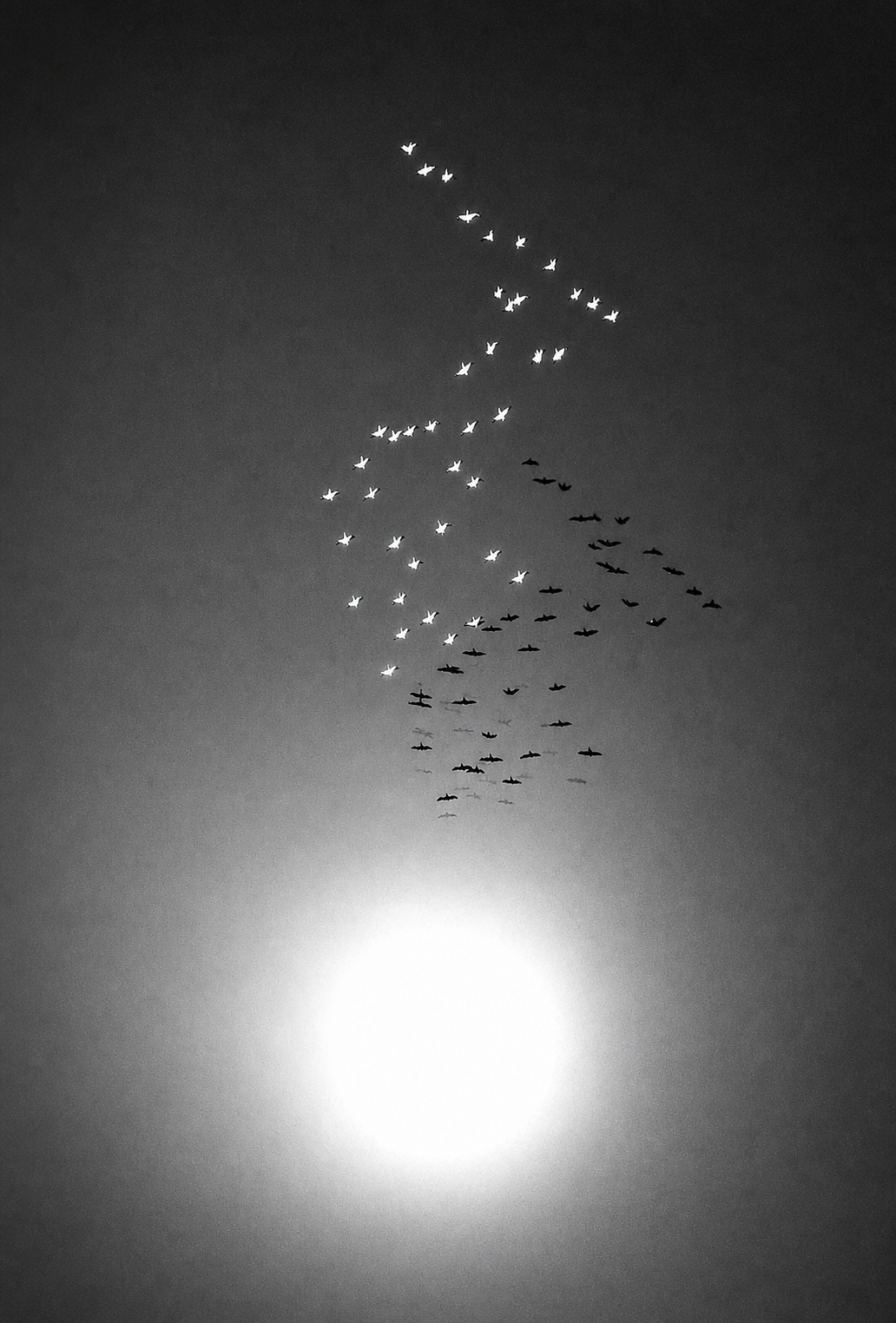 Migrating geese flying in the sunlight