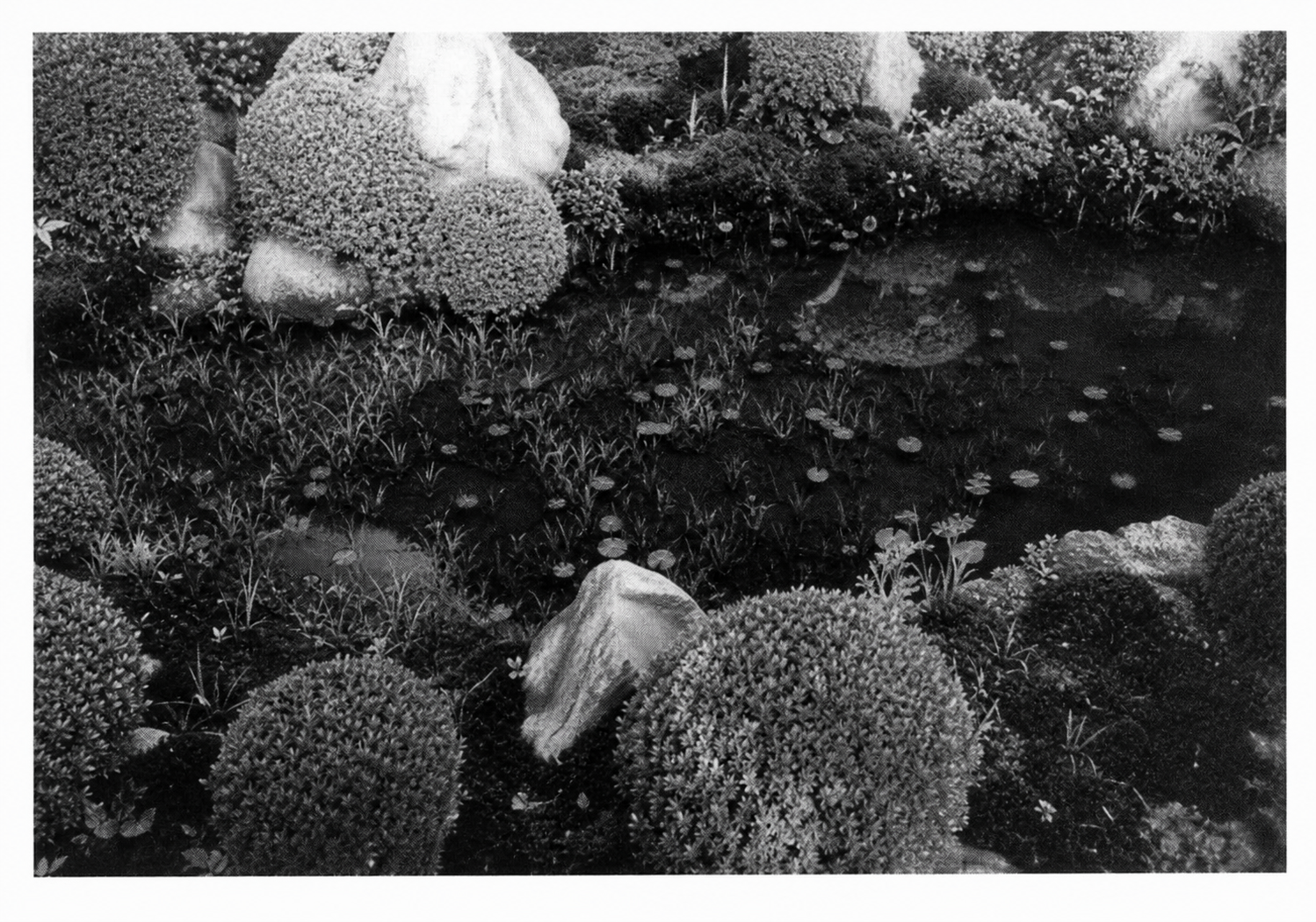 Recursive character of life visible in a fishpond